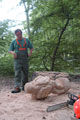 Click to see it big Ich mit Kettensäge, Impression aus dem Wald